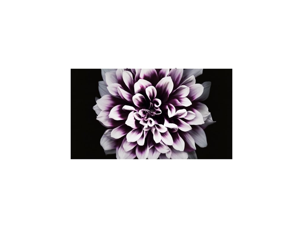 Samsung IW008J - The Wall Professional Display